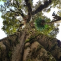 CAPSULES MOKA FOREST