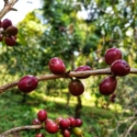 CAPSULES MOKA FOREST