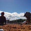 NICARAGUA CATURRA