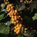 CAPSULES TERROIR