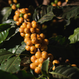 CAPSULES TERROIR