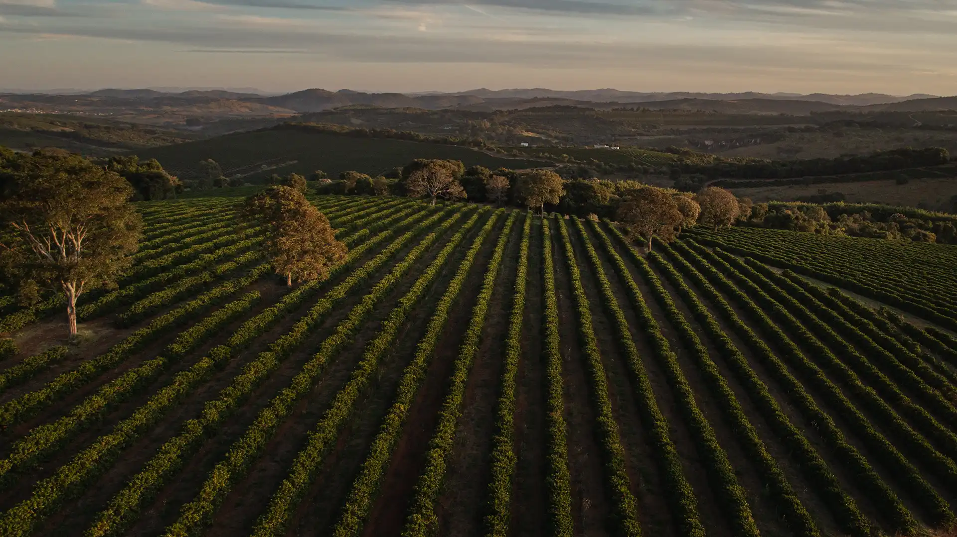 Café de spécialité- La manufacture du café