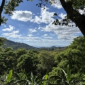 NICARAGUA CATURRA