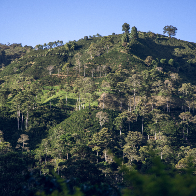 COLOMBIE BOURBON ROSE